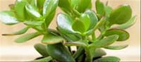 🌿 Top Feng Shui Money Plants That Bring Good Luck & Financial Prosperity